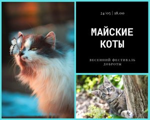 Весенний фестиваль доброты "Майские коты"