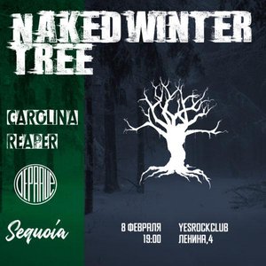 Naked Winter Tree
