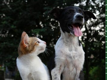 Акция "Собачья и кошачья радость"