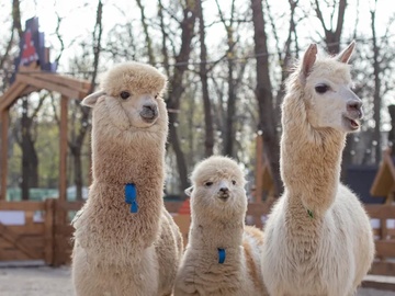 Экскурсия в выходные дни и праздники в парк альпак «Пача мама»