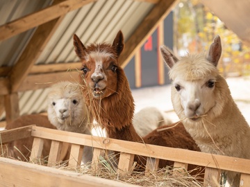 Экскурсия в выходные дни и праздники в парк альпак «Пача мама»