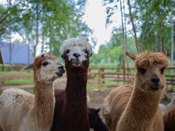 Экскурсия в выходные дни и праздники в парк альпак «Пача мама»