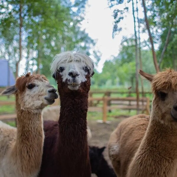 Экскурсия в выходные дни и праздники в парк альпак «Пача мама»