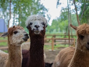 Экскурсия в выходные дни и праздники в парк альпак «Пача мама»