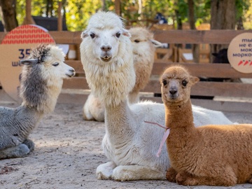 Экскурсия в будни в парк альпак «Пача мама»