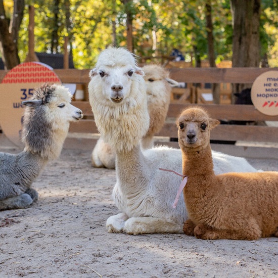 Экскурсия в будни в парк альпак «Пача мама»