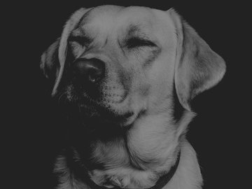 Ознакомительное занятие DOGTRAINER72 Ознакомительное занятие DOGTRAINER72