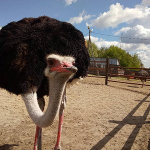 Юбилей страусиной фермы "Тюменский страус"