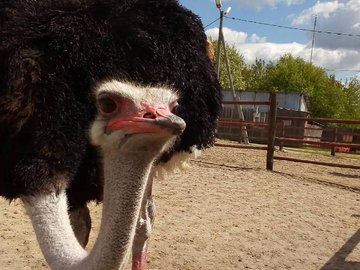 Юбилей страусиной фермы "Тюменский страус"